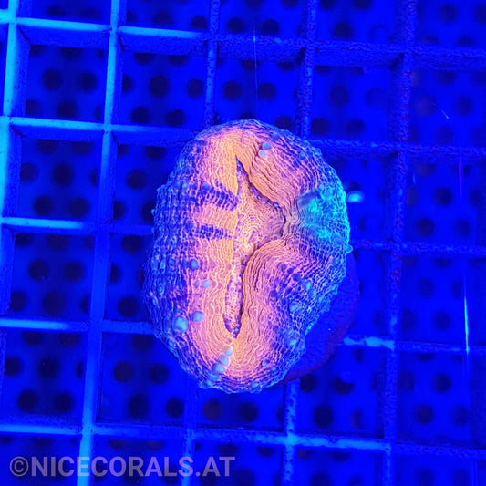 Lobophyllia