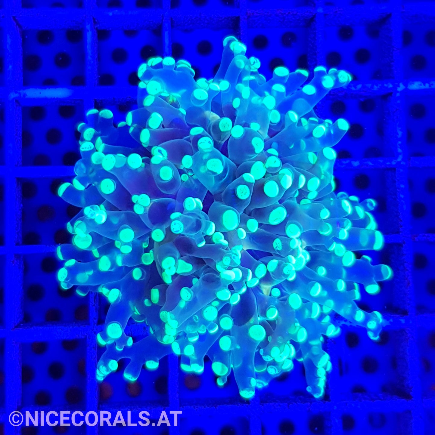 Euphyllia paradivisa