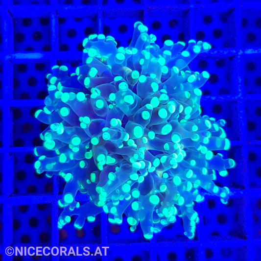 Euphyllia paradivisa