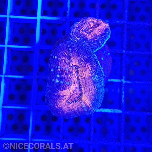 Lobophyllia