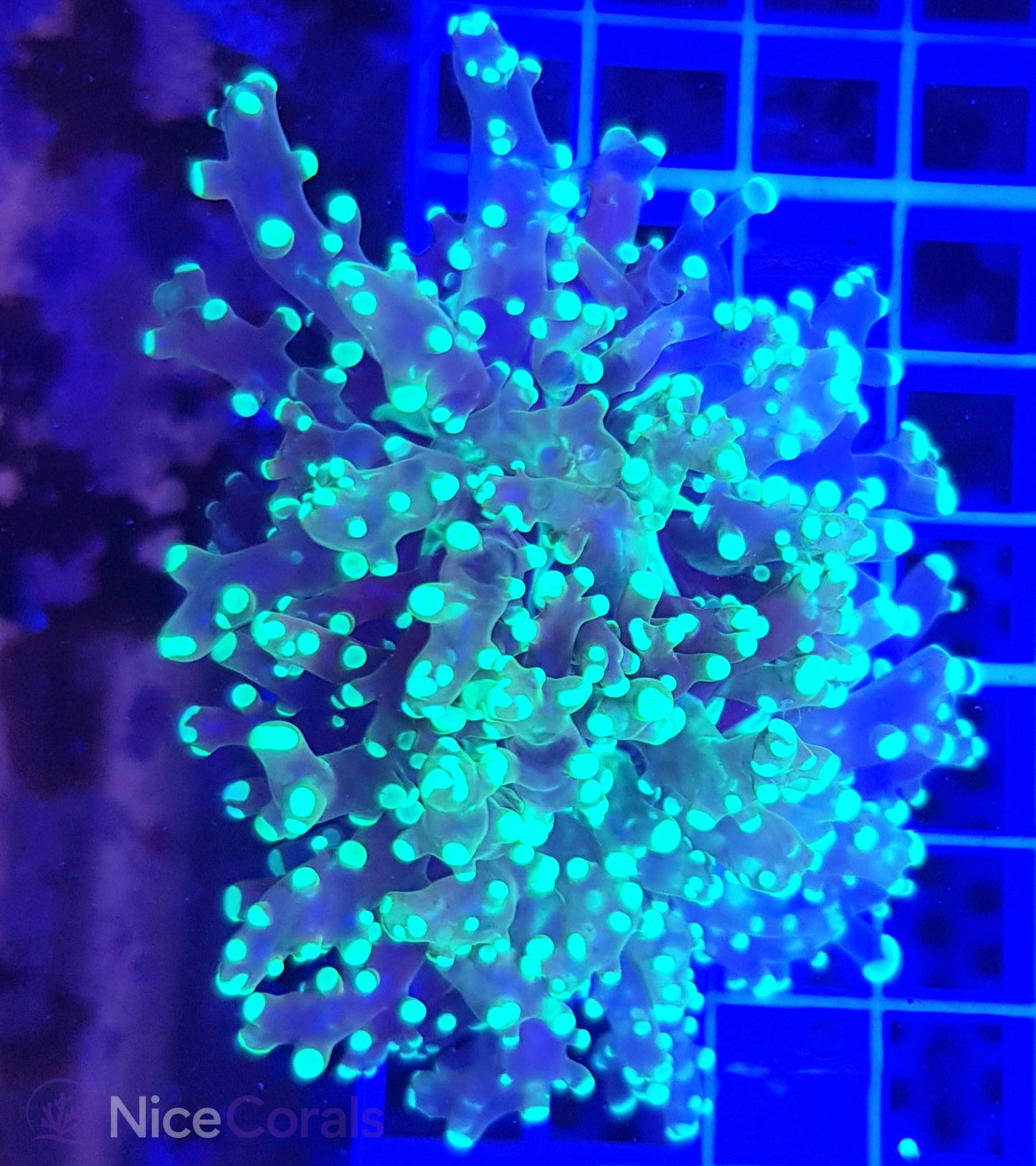 Euphyllia paradivisa