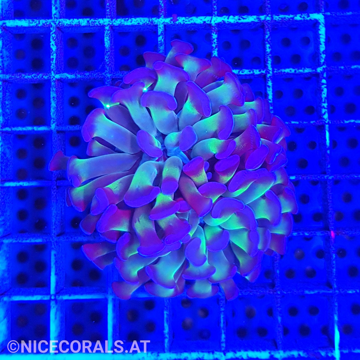 Euphyllia Paraancora