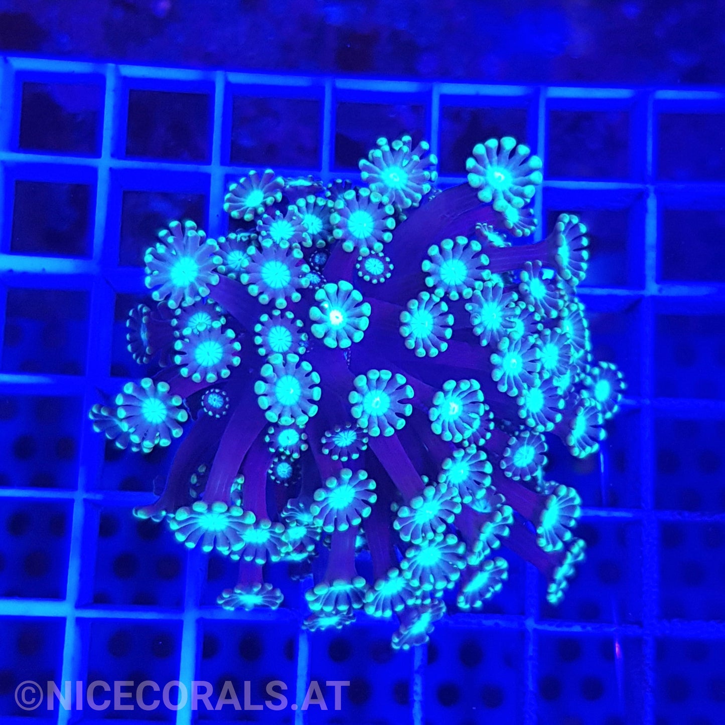 Alveopora