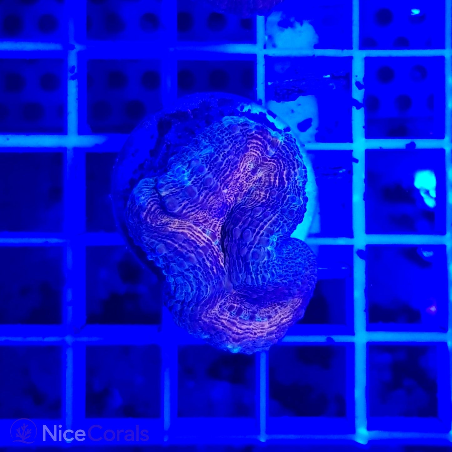 Lobophyllia