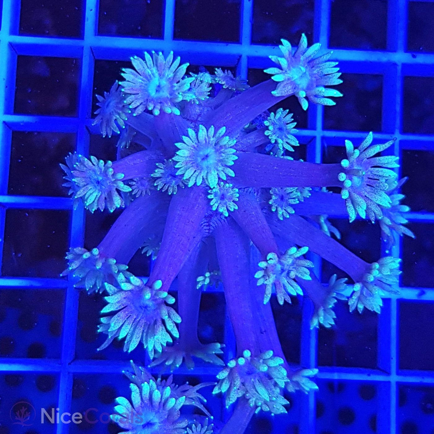 Goniopora
