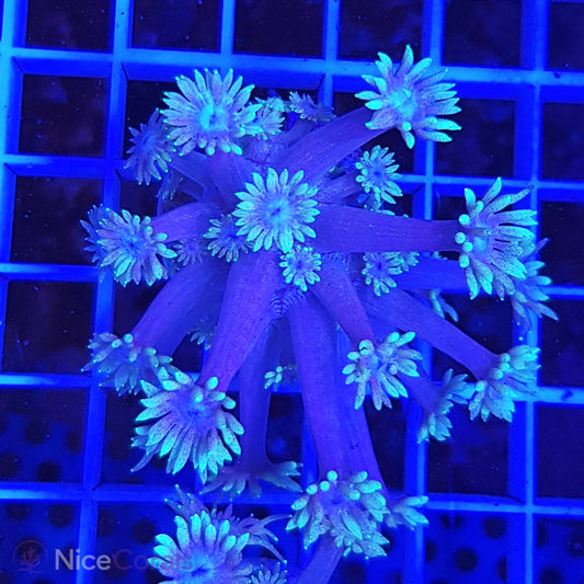 Goniopora