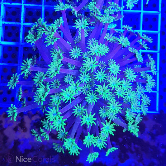 Alveopora