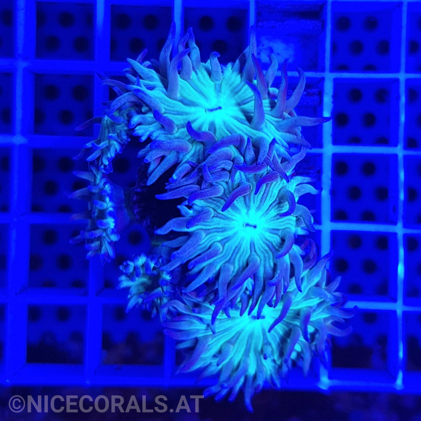 Duncanopsammia
