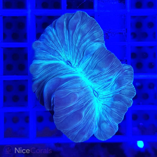 Nemenzophyllia