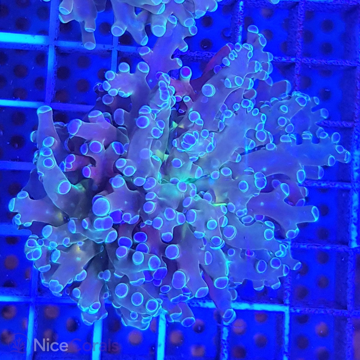 Euphyllia paradivisa
