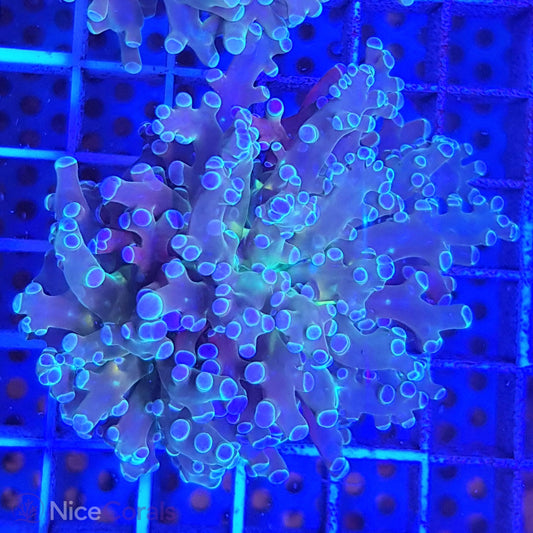 Euphyllia paradivisa