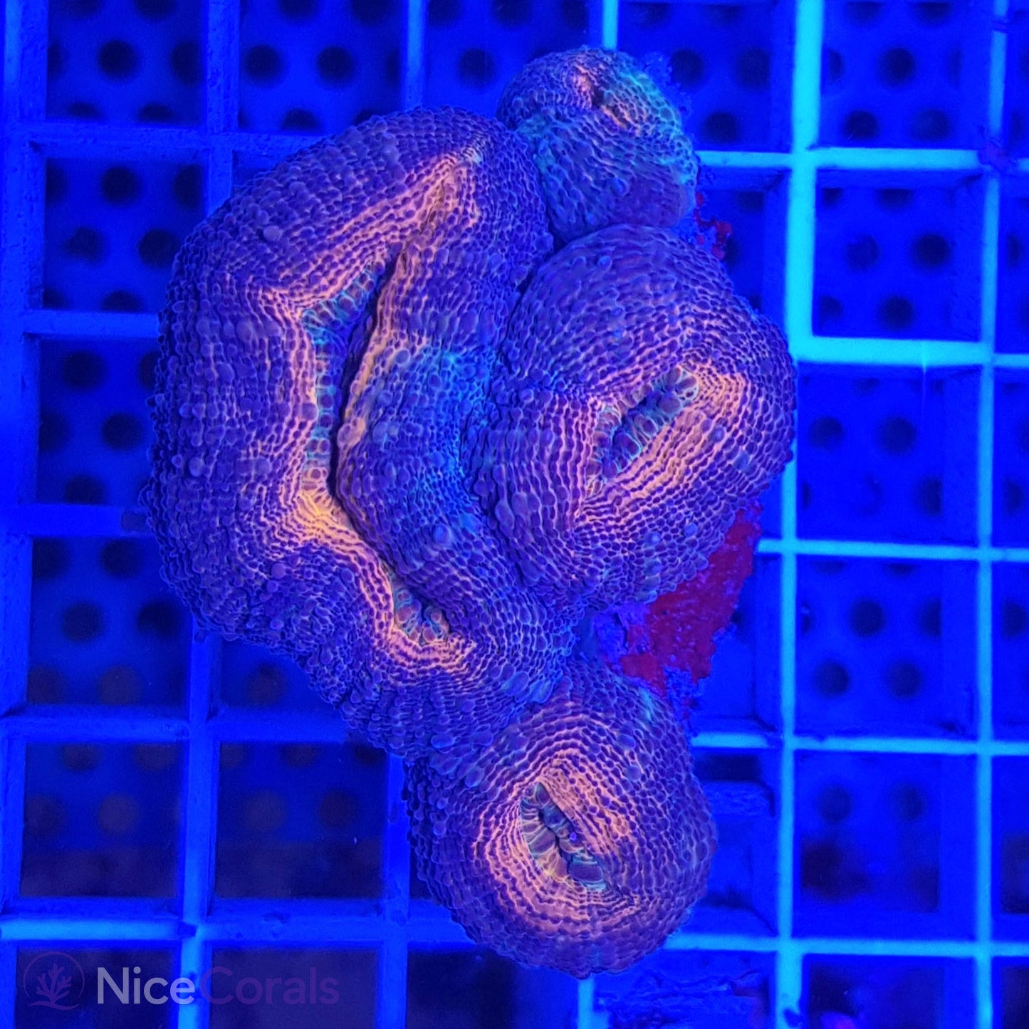 Lobophyllia