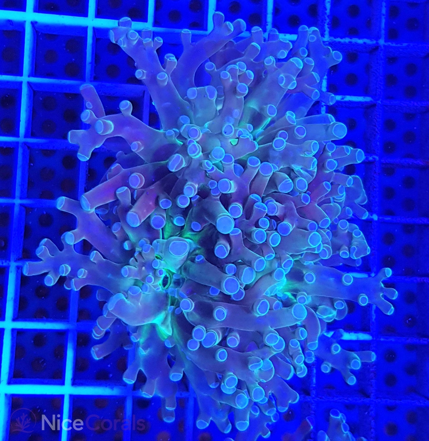 Euphyllia paradivisa
