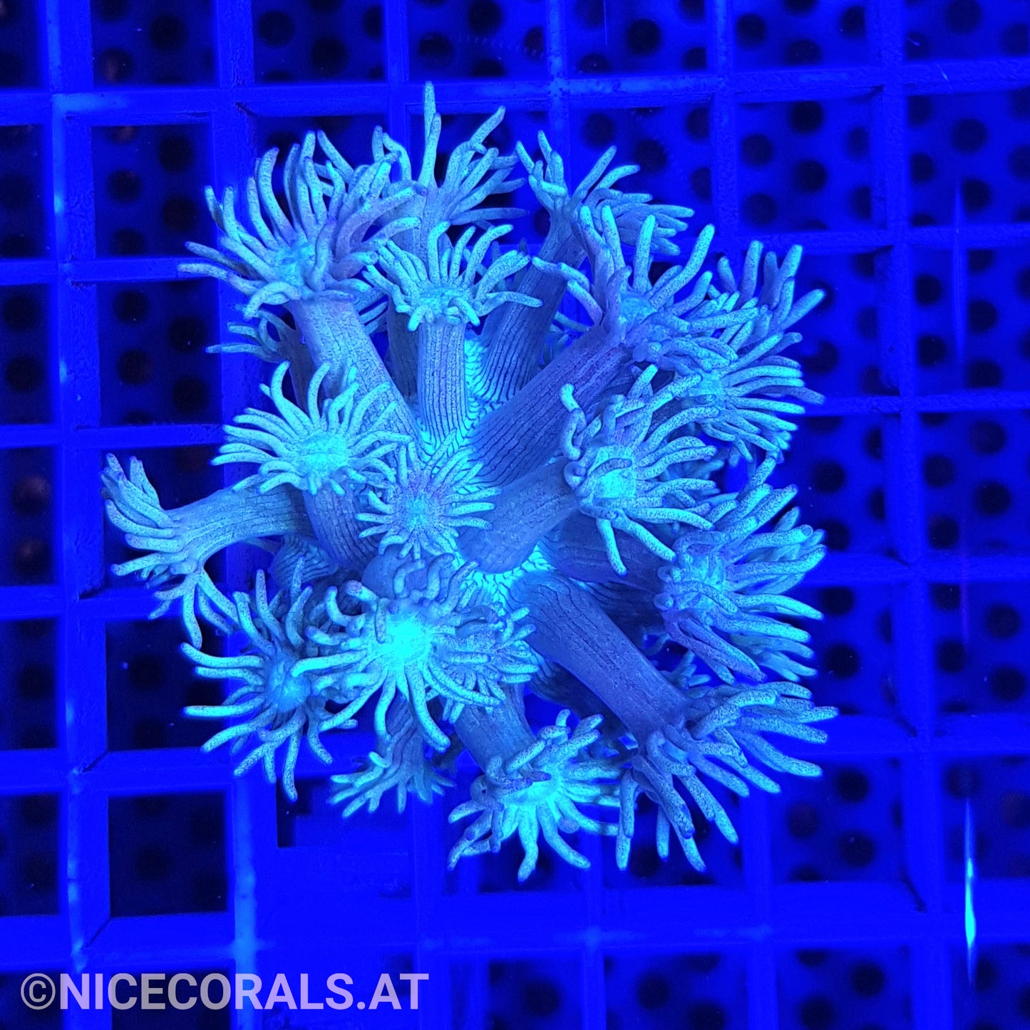 Goniopora