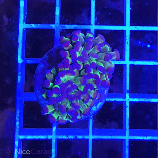 Euphyllia Paraancora