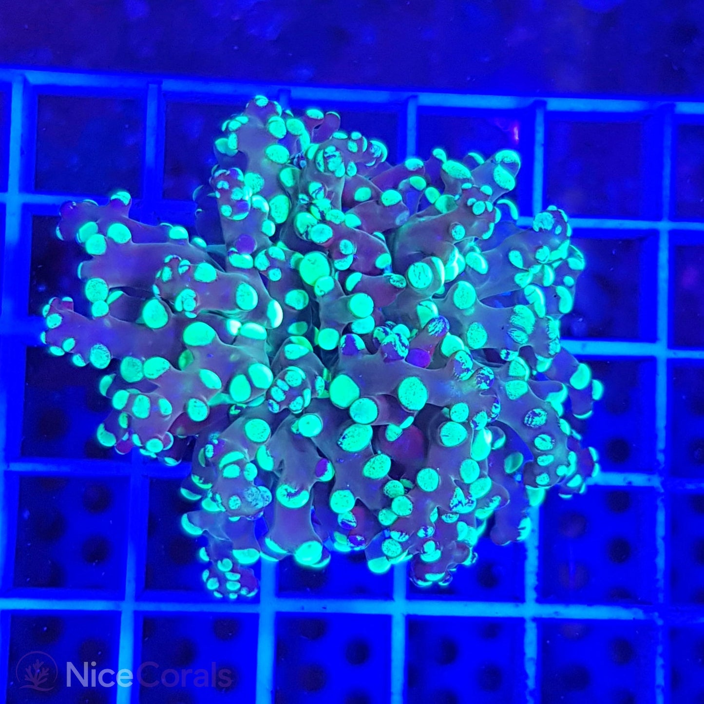 Euphyllia paradivisa