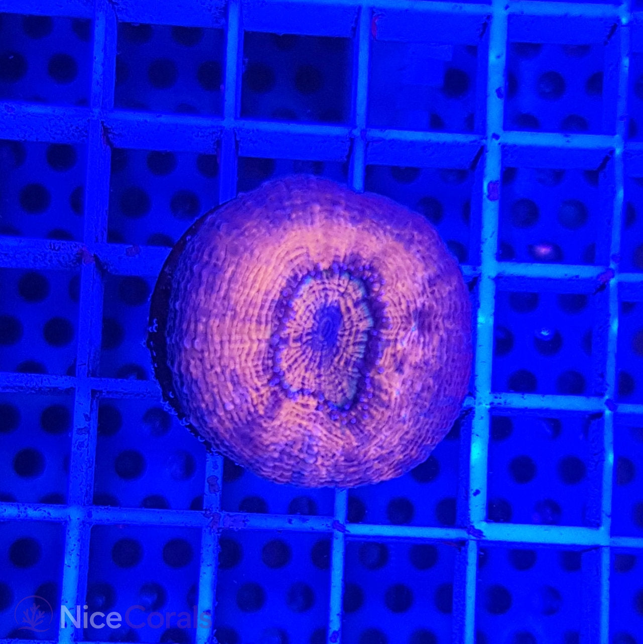 Lobophyllia