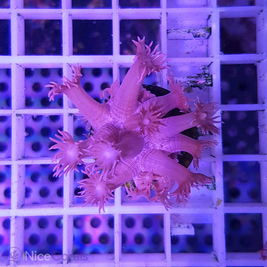 Goniopora