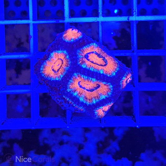 Acanthastrea