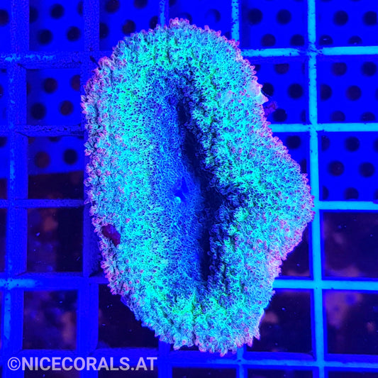 Lobophyllia