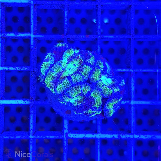 Acanthastrea