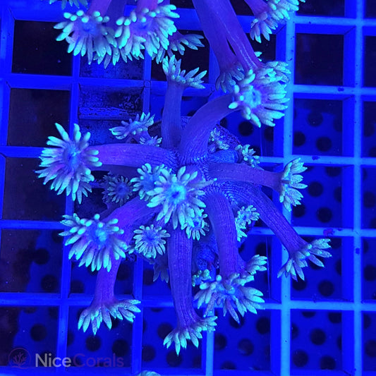 Goniopora