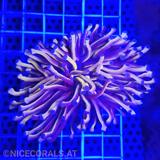 Euphyllia Gold Torch