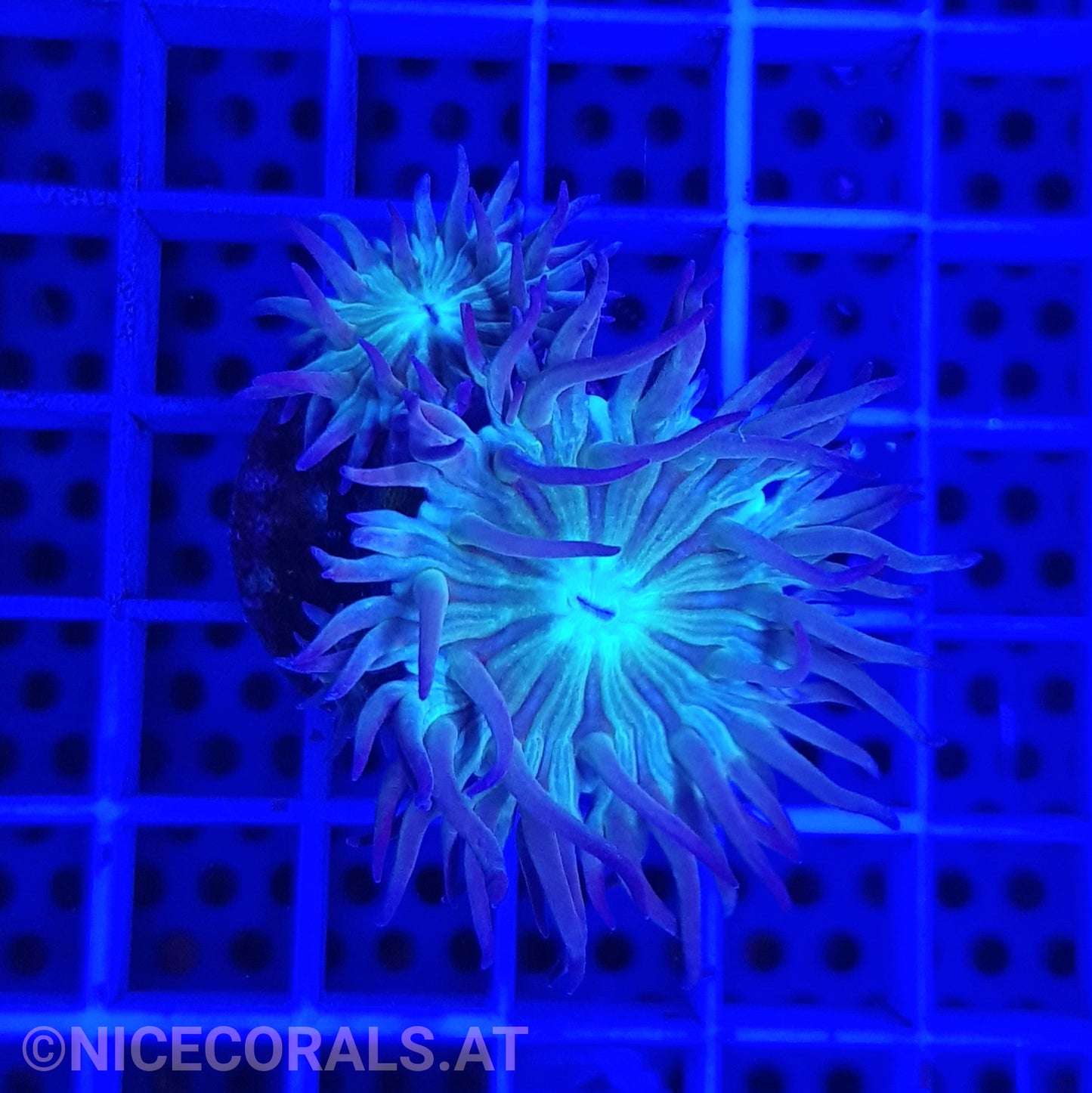 Duncanopsammia