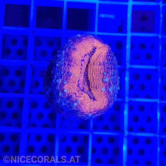 Lobophyllia