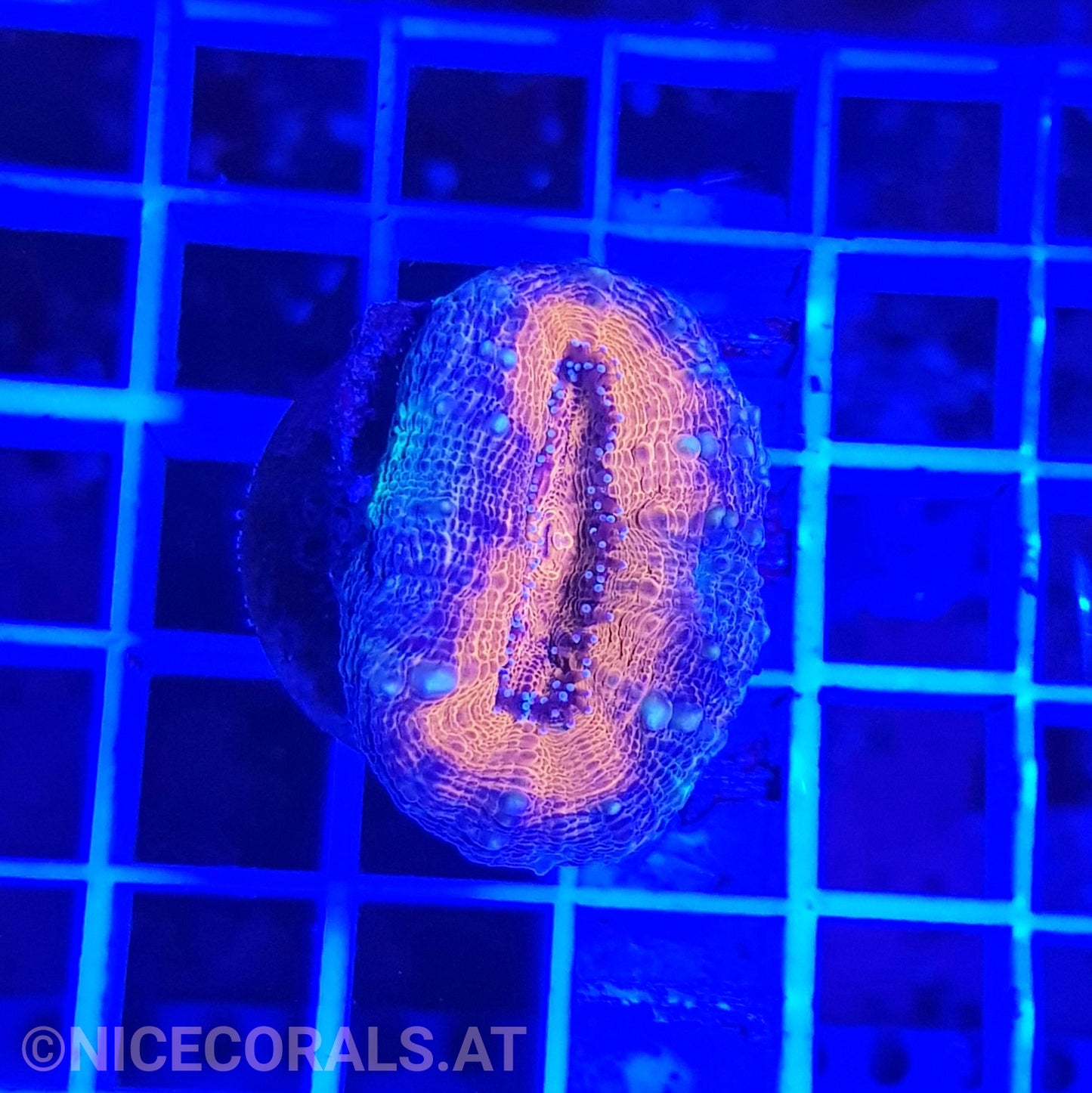 Lobophyllia