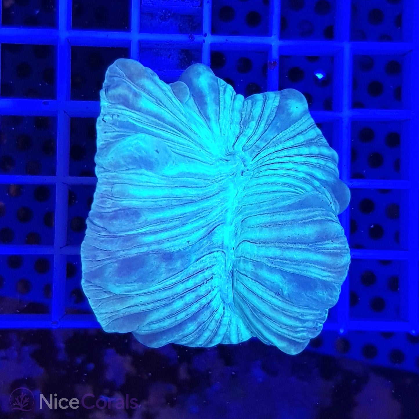 Nemenzophyllia