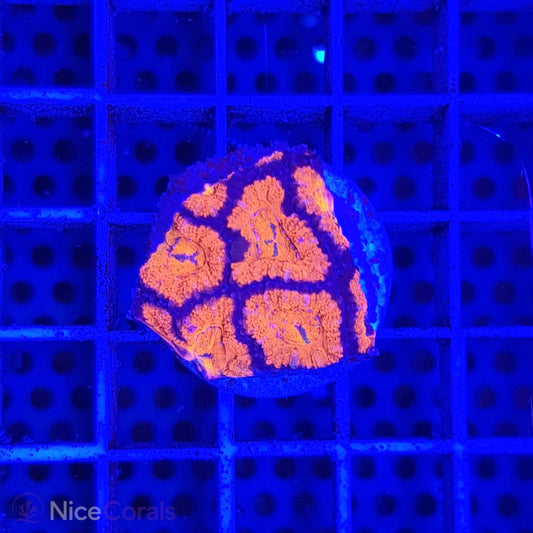 Acanthastrea