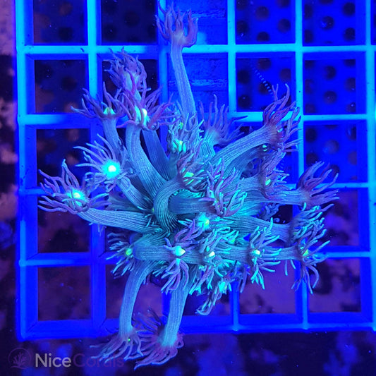Goniopora