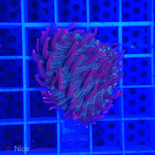 Cycloseris fragilis