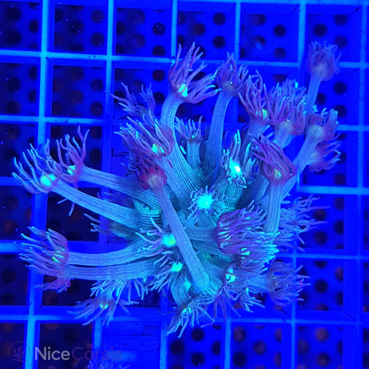 Goniopora