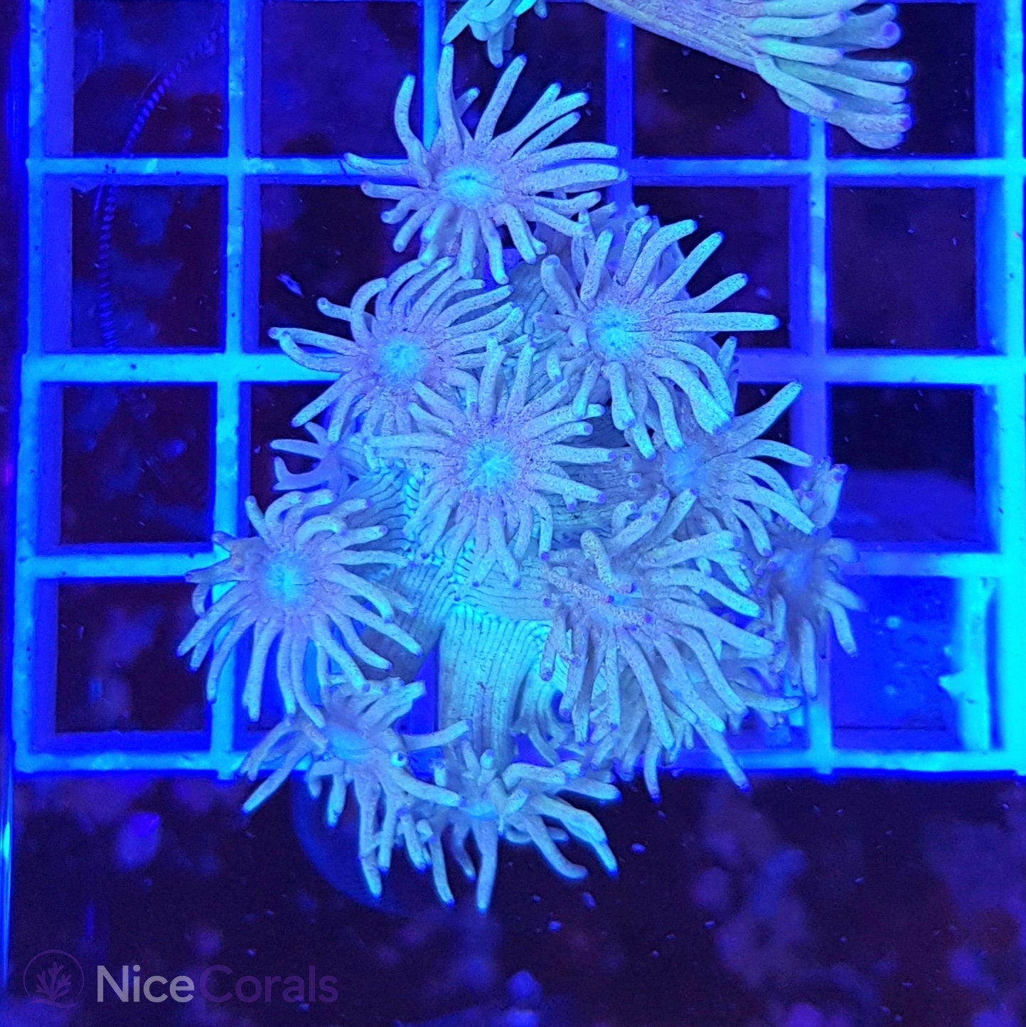 Goniopora
