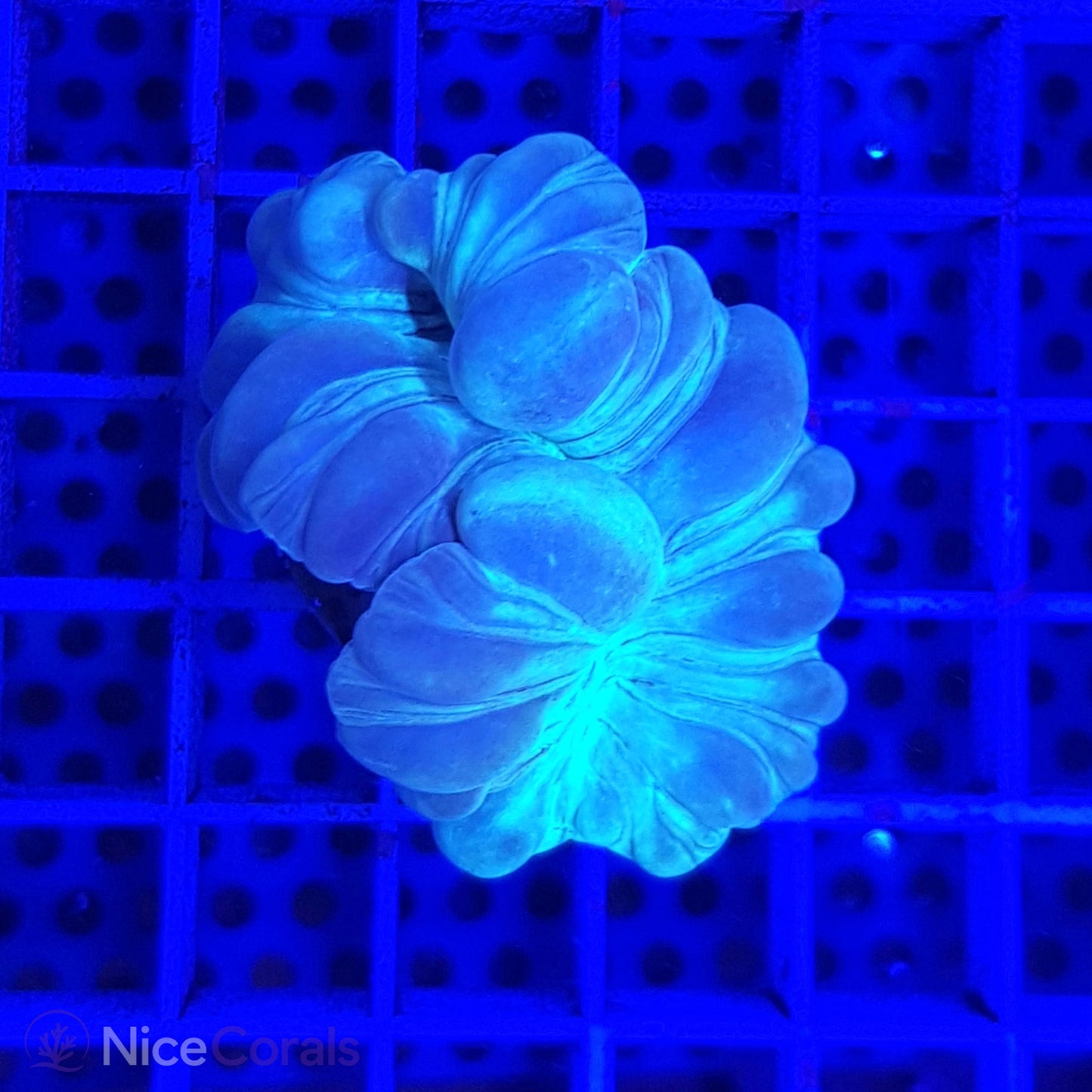 Nemenzophyllia