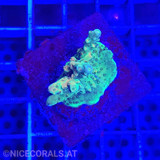 Acropora