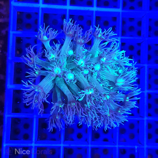 Goniopora