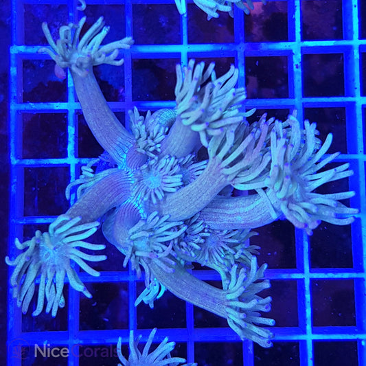 Goniopora