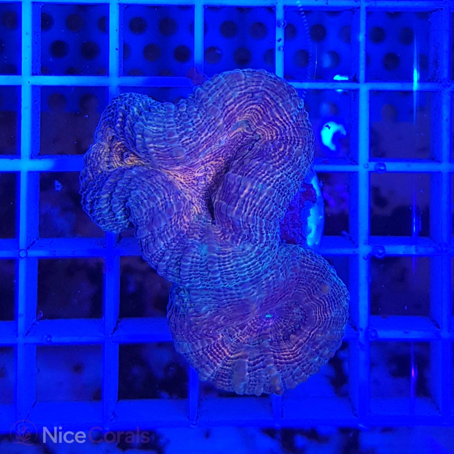Lobophyllia