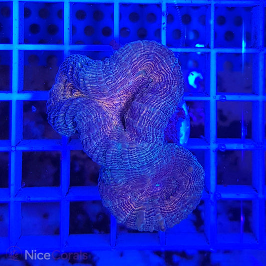 Lobophyllia