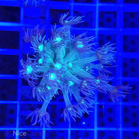 Goniopora