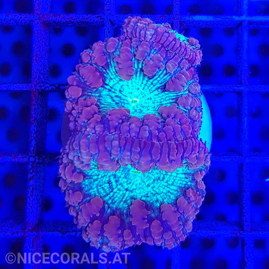 Blastomussa
