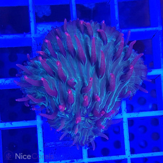 Cycloseris fragilis