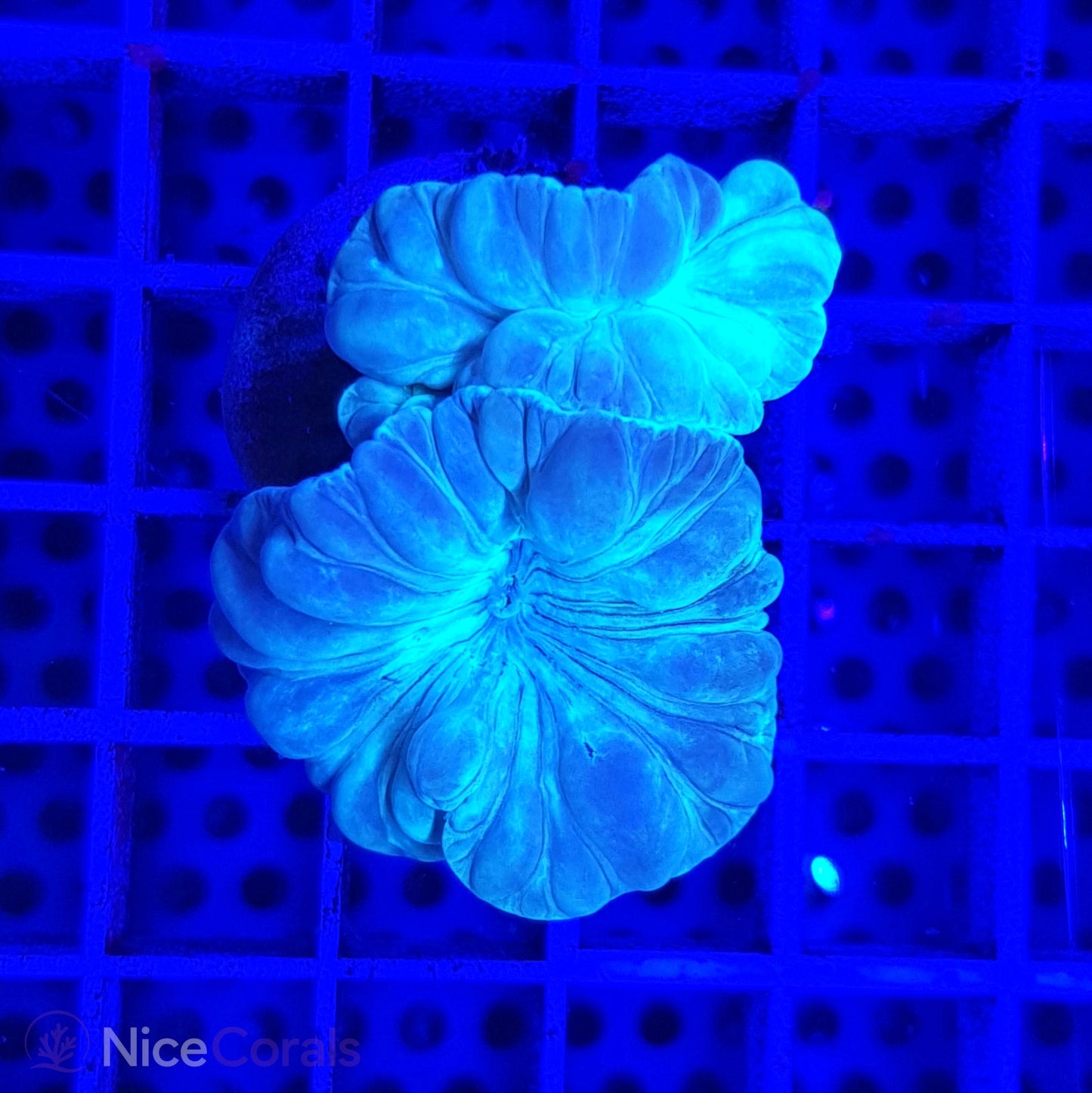 Nemenzophyllia