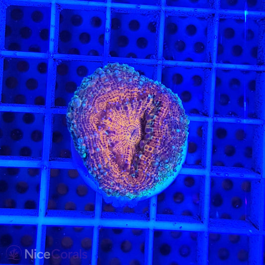 Lobophyllia
