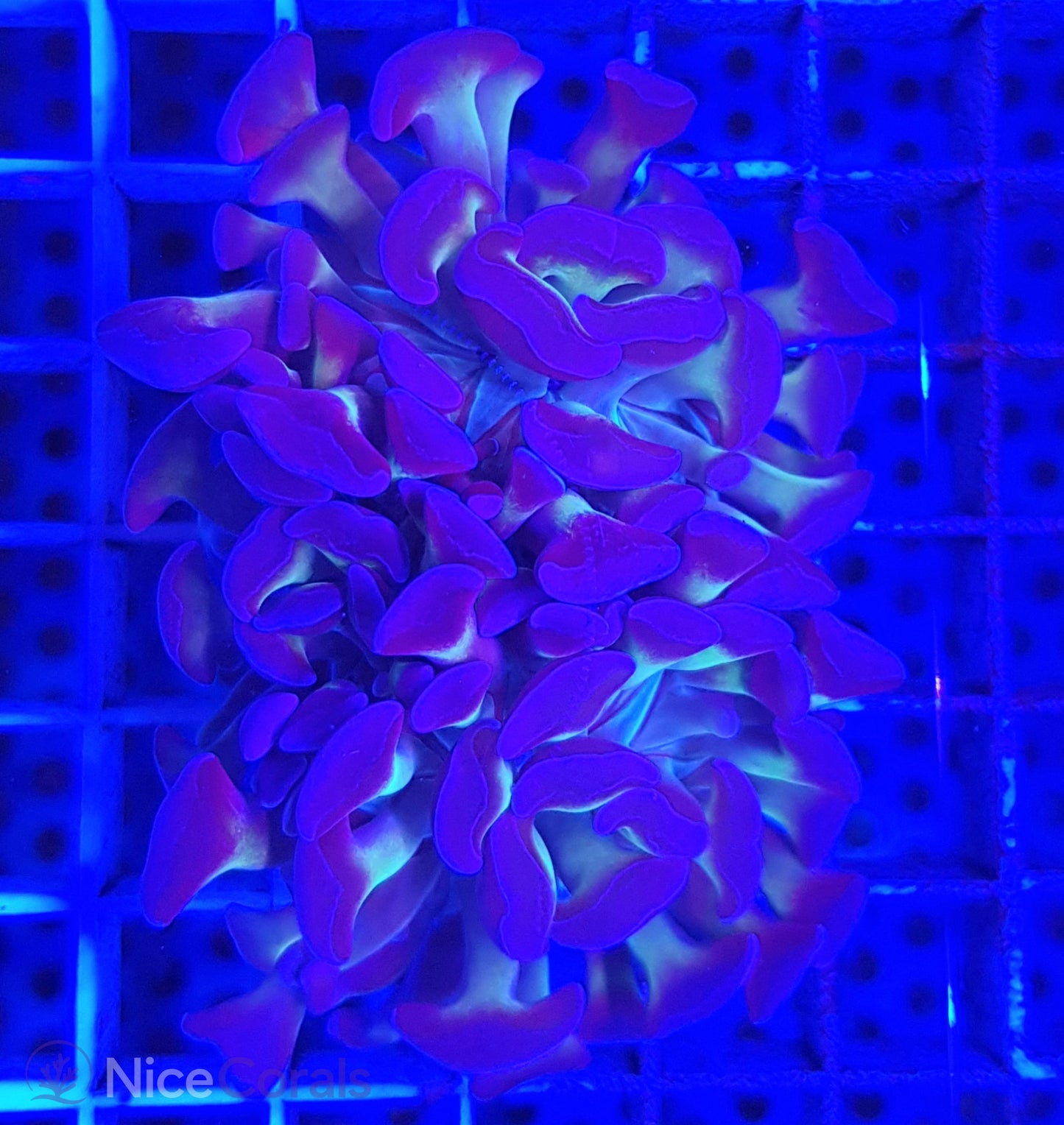 Euphyllia paraancora