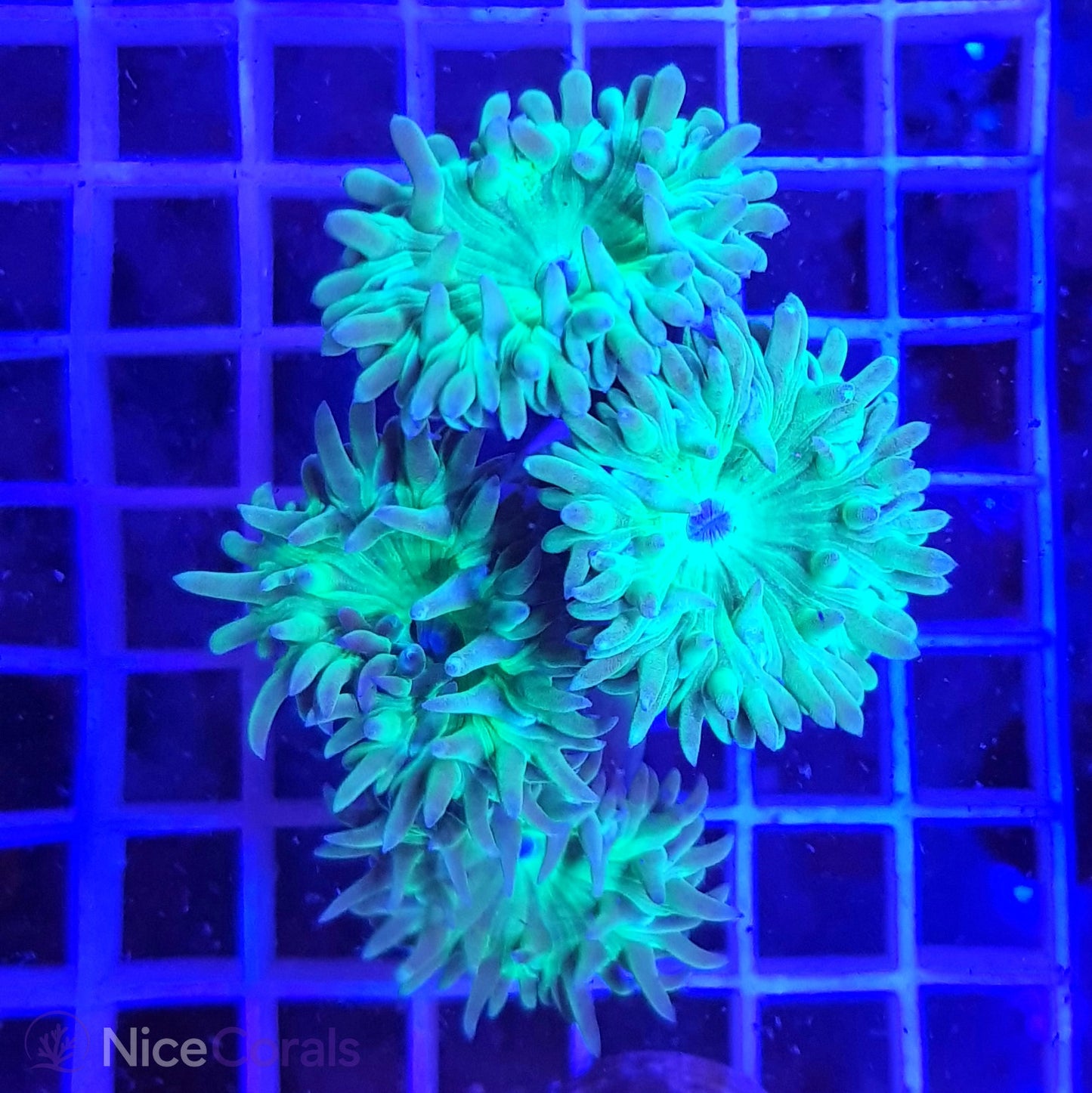 Duncanopsammia