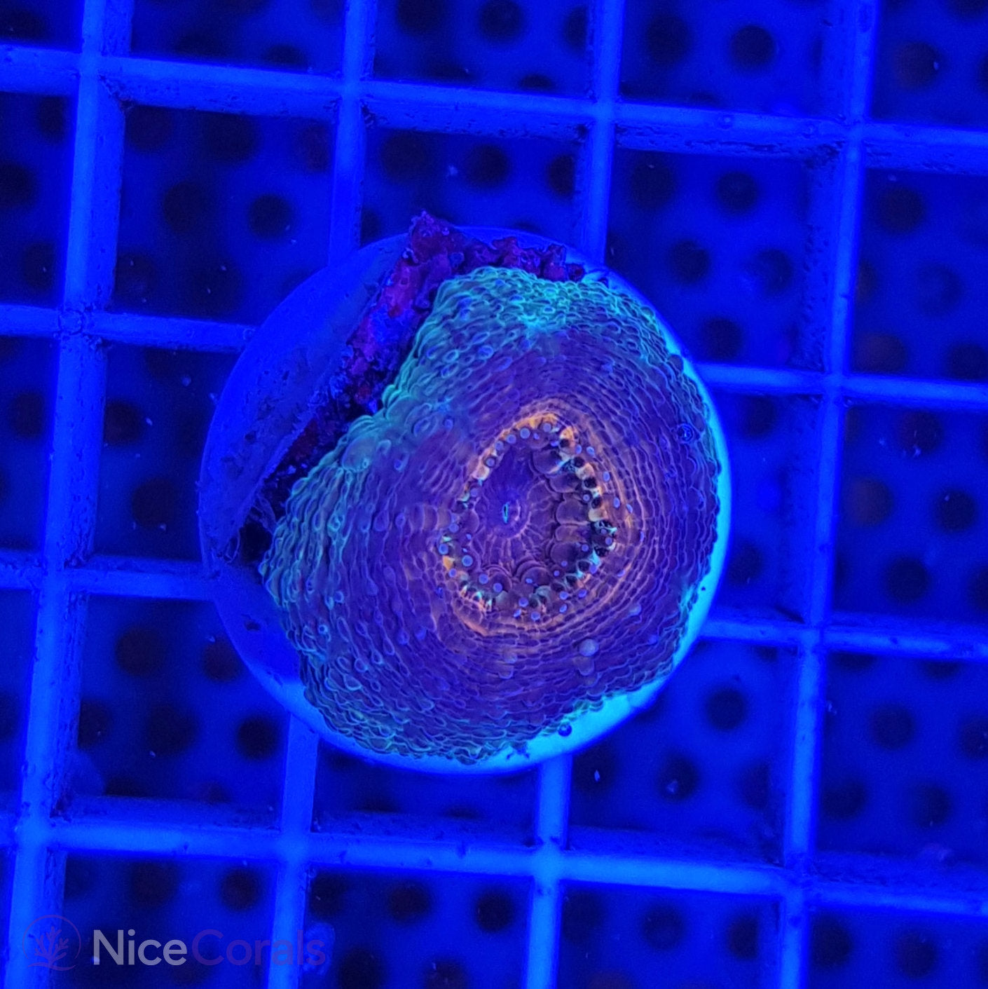 Lobophyllia